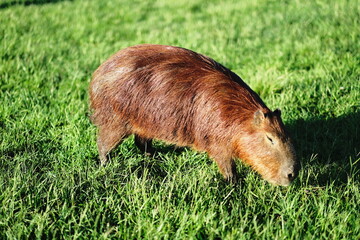 Obraz premium Brown wild animal grazing in green meadow