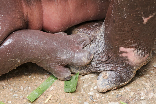 Close-up of baby pygmy hippo's leg resting on mother's foot showing scale and skin texture contrast