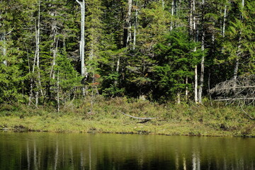 Obraz premium Forest clearing with slender trees and green undergrowth
