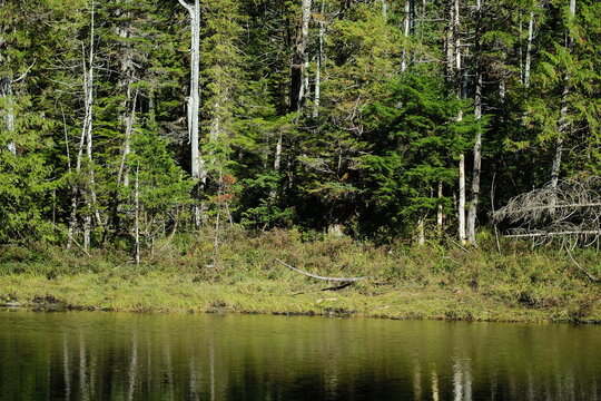 Forest clearing with slender trees and green undergrowth