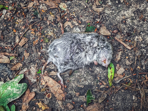 Dead rodent lying on forest ground among fallen leaves depicting nature and wildlife cycle