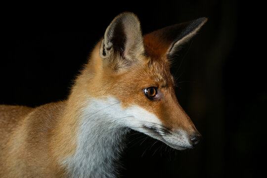 Red Fox - Vulpes vulpes, beautiful popular carnivores from worldwide forests and mountains, Spiti valley, White Carpathians, Czech Republic.