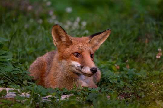 Red Fox - Vulpes vulpes, beautiful popular carnivores from worldwide forests and mountains, Spiti valley, White Carpathians, Czech Republic.