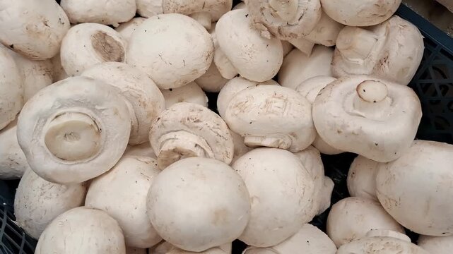 Massive pile of fresh raw white button mushrooms. Organic cooking ingredients, wholesale agricultural produce, grocery market display.