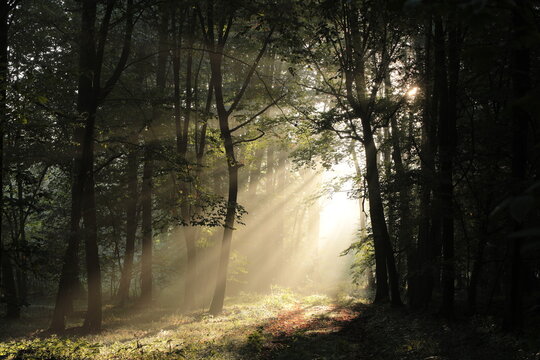 Path through a deciduous forest on a foggy summer morning.	