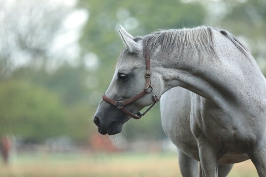 Mare in the pasture, September, Poland	
