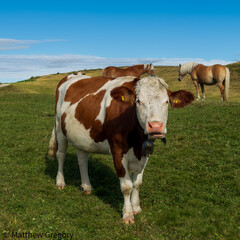cows in the field © Matthew