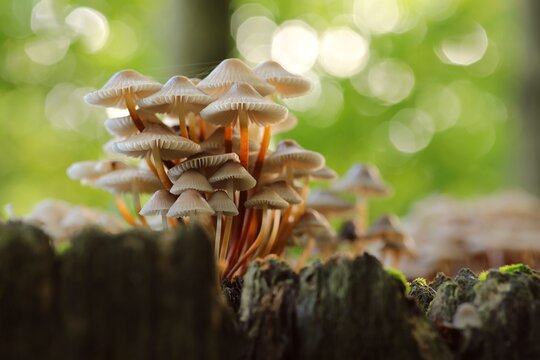 Mushrooms growing on a tree trunk in the forest