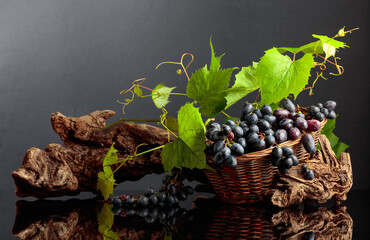 Obraz premium Blue grapes and vine branches on a black reflective background.