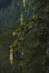 Obraz premium Mossy tree bark in a lush forest