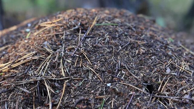 Ants on the surface of a large anthill made of pine needles, dry twigs in a pine forest