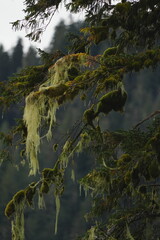 Moss covered tree branch in a lush forest © CaptureQueen