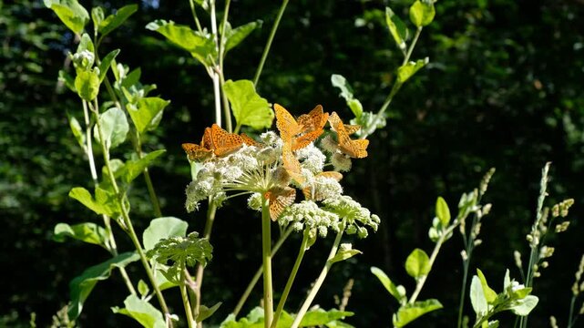Video of Argynnis butterflies sit on white flowers.