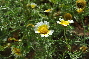 Chrysanthème couronné (Glebionis coronaria) sur le cavalier Saint-Dimitri à La Canée en Crète © arvernho