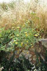 Chrysanthème couronné (Glebionis coronaria) sur le cavalier Saint-Dimitri à La Canée en Crète © arvernho