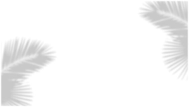 Tropical Palm Leaf Shadow Overlay Corners on Transparent Background PNG