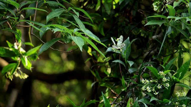 Great blackvein butterfly Aporia agathon feeding on and pollinating Trachelospermum lucidum wild flowers during summer in its natural habitat in Himachal Pradesh, India.