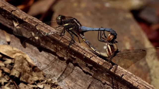 Closeup video of a blue marsh hawk (Orthetrum glaucum) dragonfly mating pair perched on a dry twig in its natural habitat during winter in Himachal Pradesh, India.