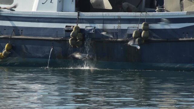 Flock of seagulls flying and feeding near commercial fishing boat hull