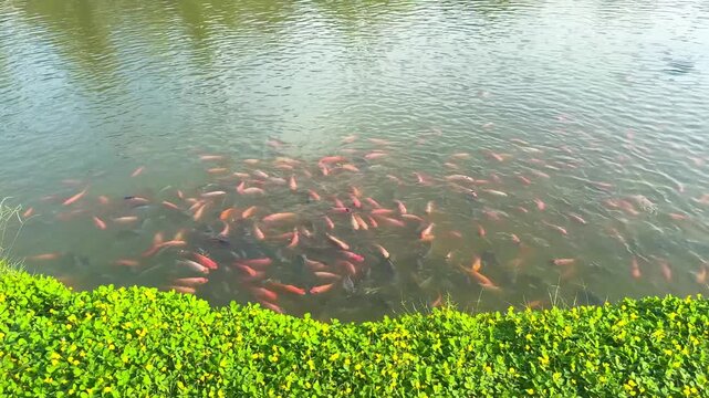 A video of various fish swimming in a garden pond in the morning. The surrounding banks are covered in green grass and abundant trees, with reflections visible on the clear water.