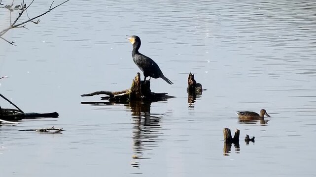 A cormorant (Phalacrocorax carbo) perches on a stump surrounded by water in a wetland environment. It keeps cool using a process called gular fluttering, which is the bird equivalent of panting.