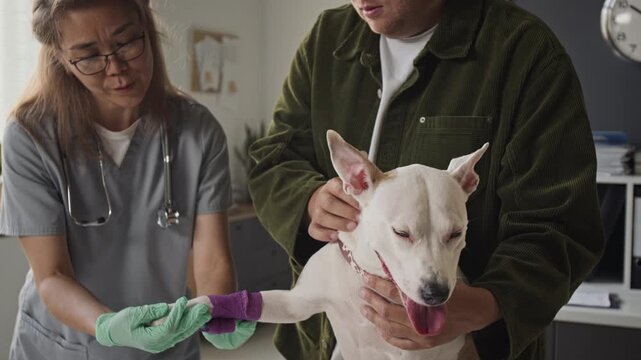 Asian female veterinarian bandaging dog paw while Caucasian young adult owner calms pet. Clip suitable for pet insurance campaigns, veterinary medicine ads, and animal care projects
