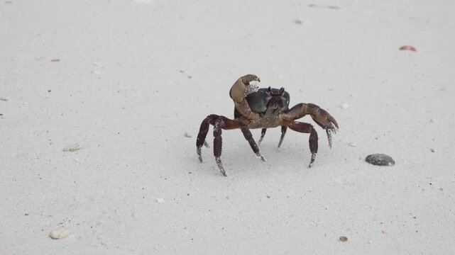 View of a crab walking on the white sand of the Similan Islands in Lam Kaen, Phang Nga, Thailand.