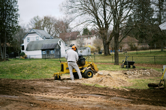 Tree stump grinding in a residential yard in massachusetts spring time