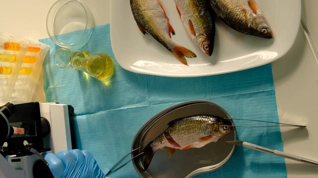 Research fish in the lab. Selective focus.