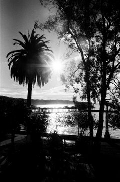 Silhouette of Trees by the Water at Sunset