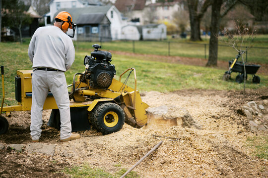 Tree stump grinding in a residential yard in massachusetts spring time