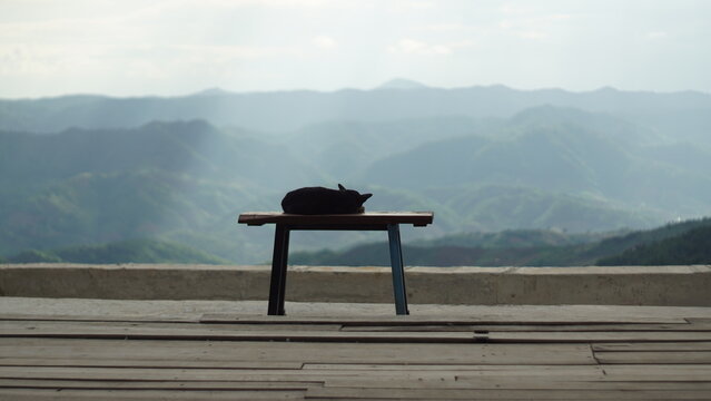 cat on the bench in the mountains