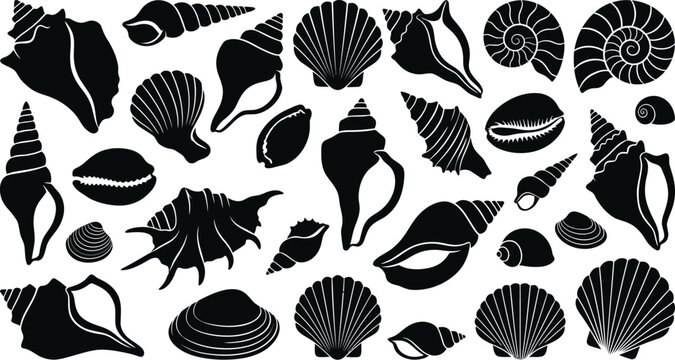 Set of black seashell silhouettes isolated on white background featuring various marine mollusk species including scallops, conchs, cowries, nautilus, and diverse spiral snail shells.