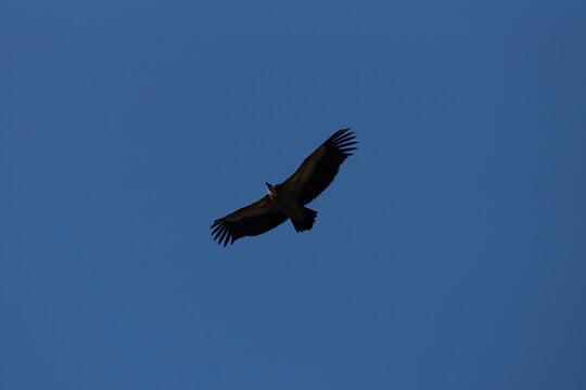 Griffon vulture soaring against a blue sky