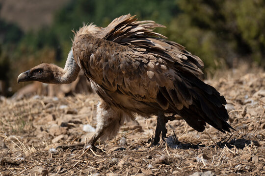 Griffon Vulture Walking on Dry Ground