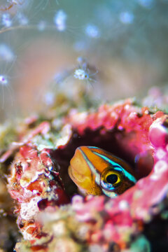 Close-up of a Bluestriped Fangblenny on a Coral Reef
