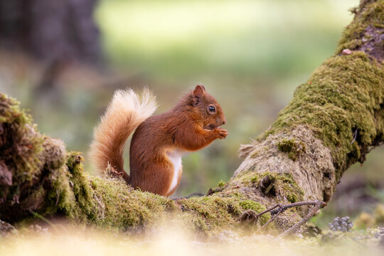Red squirrel in woodland