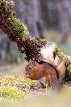 Red squirrel enjoying a nut in the forest