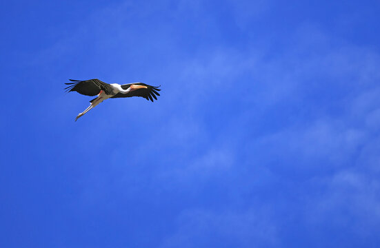 A beautiful large Painted Stork in flight with outstretched wings against vibrant blue sunny sky