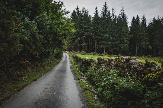 Narrow country road beside dry stone wall and conifer forest, Dartmoor