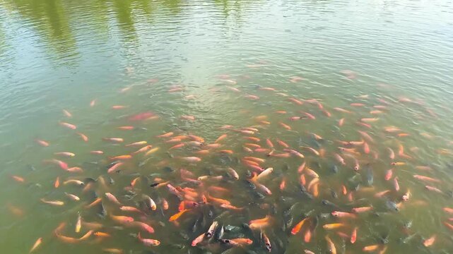 A video of various fish swimming in a garden pond in the morning. The surrounding banks are covered in green grass and abundant trees, with reflections visible on the clear water.