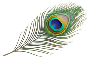 A single colorful iridescent peacock feather isolated on a white background for nature design © Vector Flare