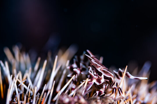 Close-up of a Striped Zebra Crab (Zebrida adamsii) Living on a Sea Urc