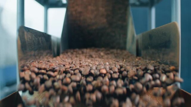 Roasted arabica coffee beans pouring from modern steel roasting machine at factory dark grains flowing through automated chute during commercial caffeine processing cafe supply production chain indoor