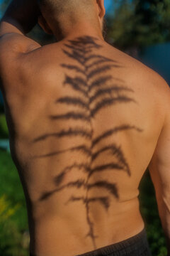 Shadow of a Plant on a Person's Back Under Sunlight