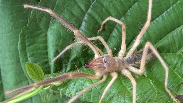 Solifugae moves across natural ground habitat, rare arachnid seen alive in outdoor environment.