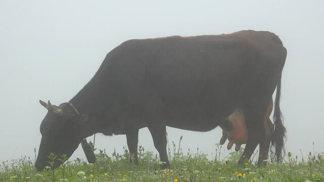 Herd of cows grazes through open pasture, rural livestock feeding across wide countryside meadow.