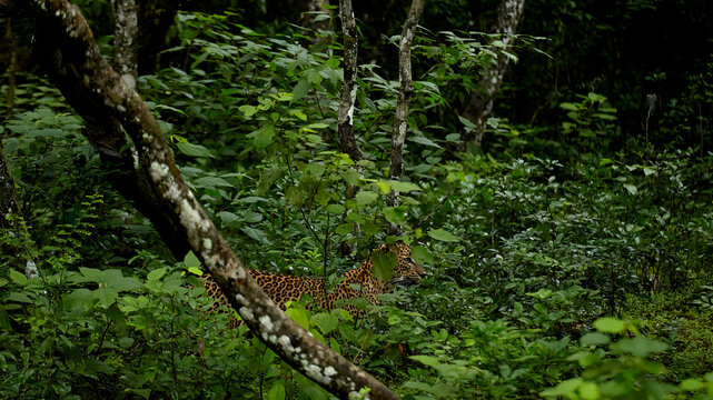 Sri Lankan Leopard Moving Through Dense Vegetation