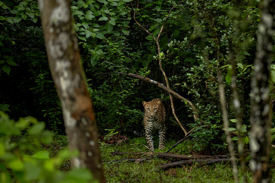 Sri Lankan Leopard Emerging Through Forest