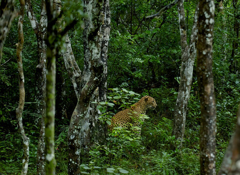 Sri Lankan Leopard Hidden Among Forest Trees